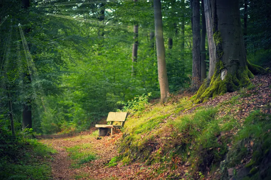 brown-wooden-bench-forest-daytime